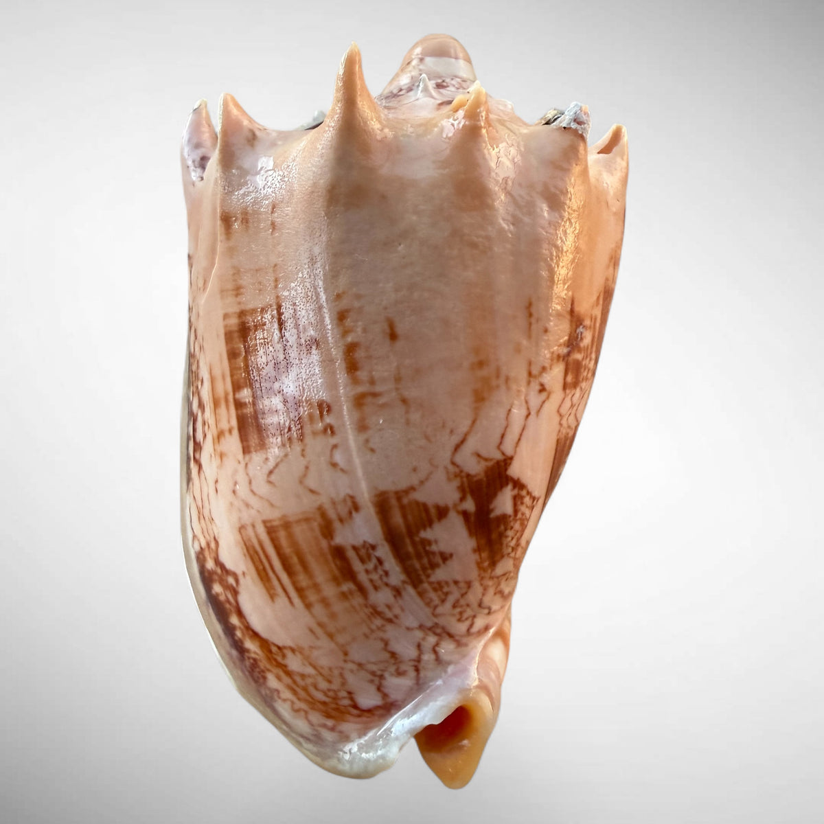 Imperial Volute Shell Specimen (Cymbiola imperialis)