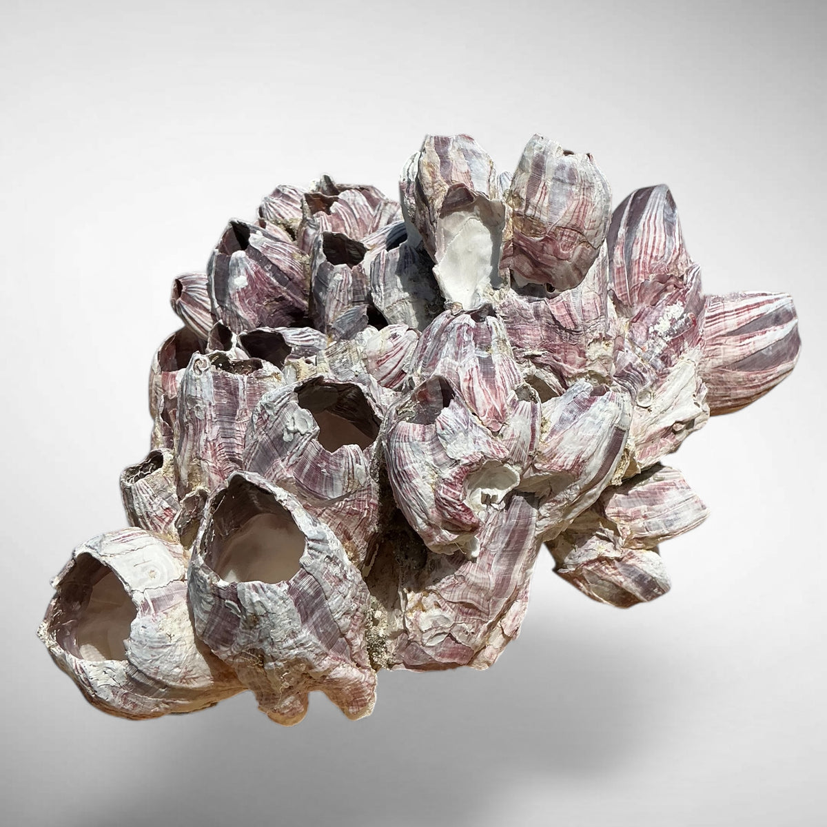 Purple Barnacle Coral Cluster – Natural Reef Specimen