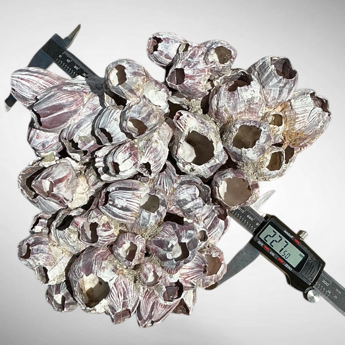 Purple Barnacle Coral Cluster – Natural Reef Specimen