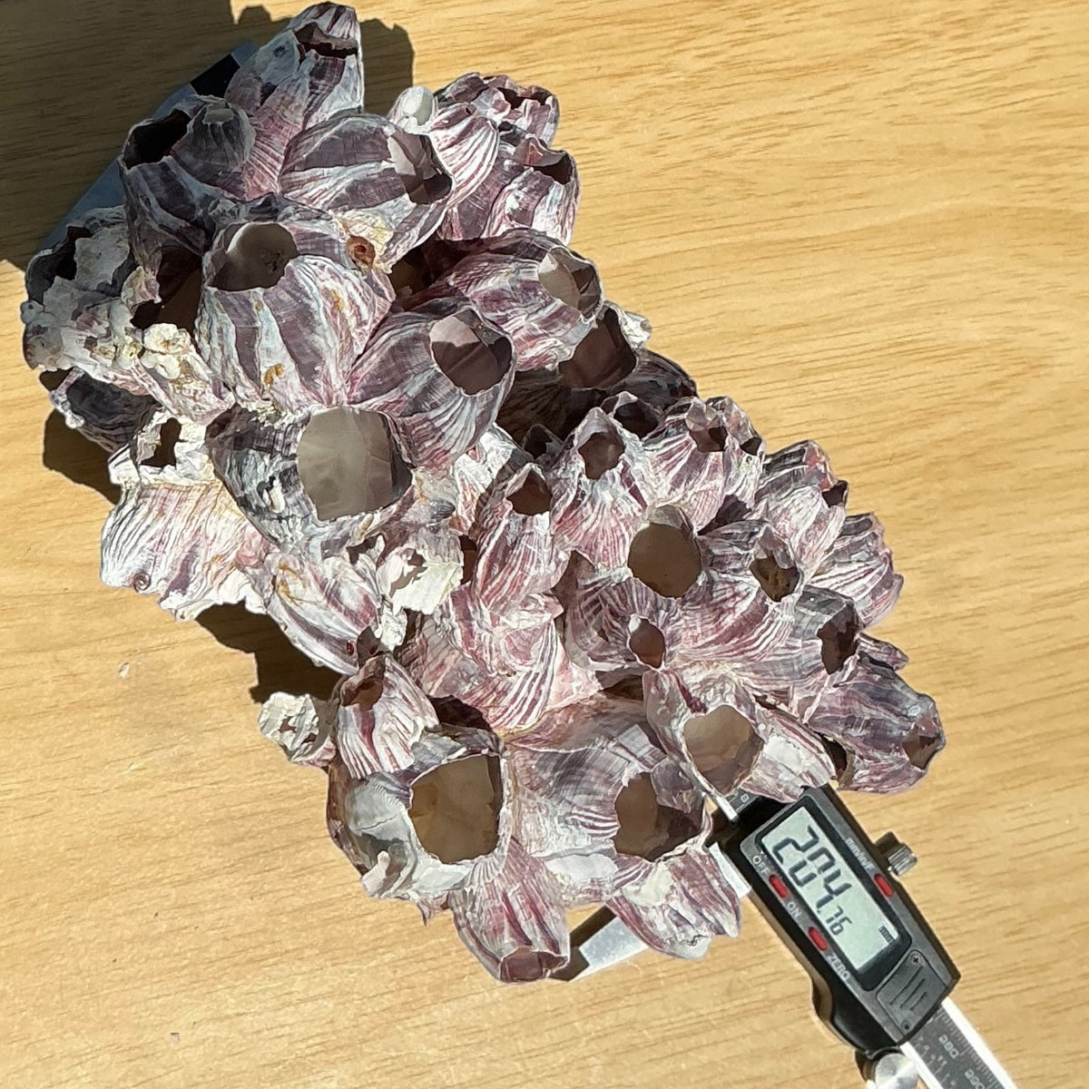 Purple Barnacle Coral Cluster – Natural Reef Specimen
