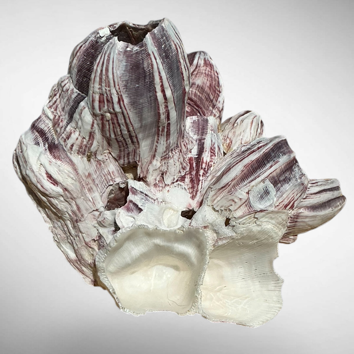 Purple Barnacle Coral Cluster – Natural Reef Specimen