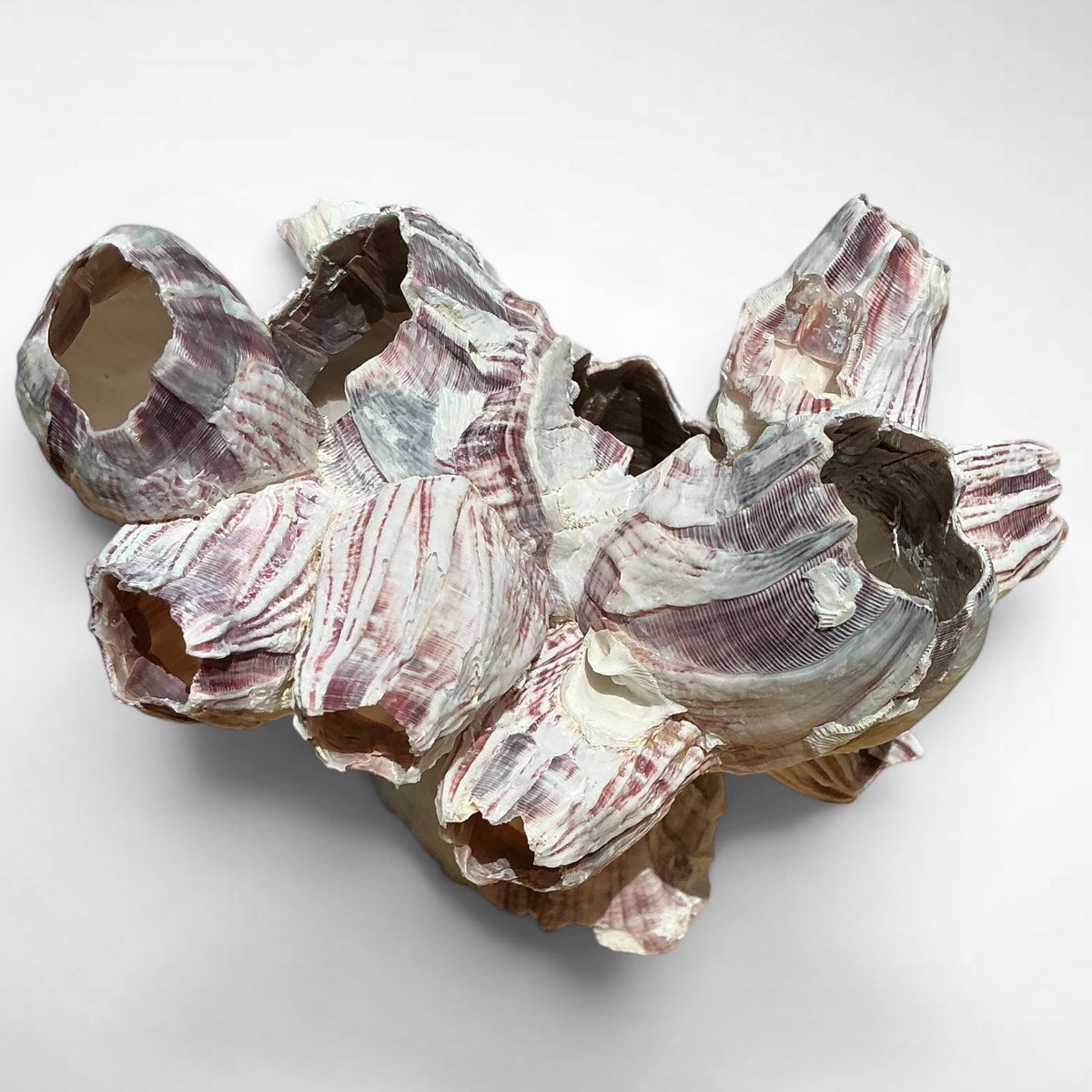 Purple Barnacle Coral Cluster – Natural Reef Specimen