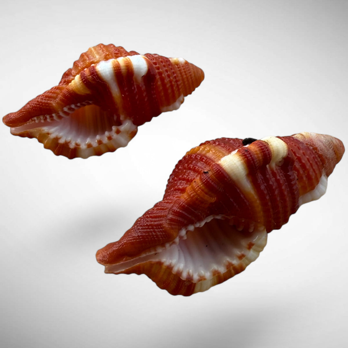 Red Triton Shell Pair (Septa rubicula)
