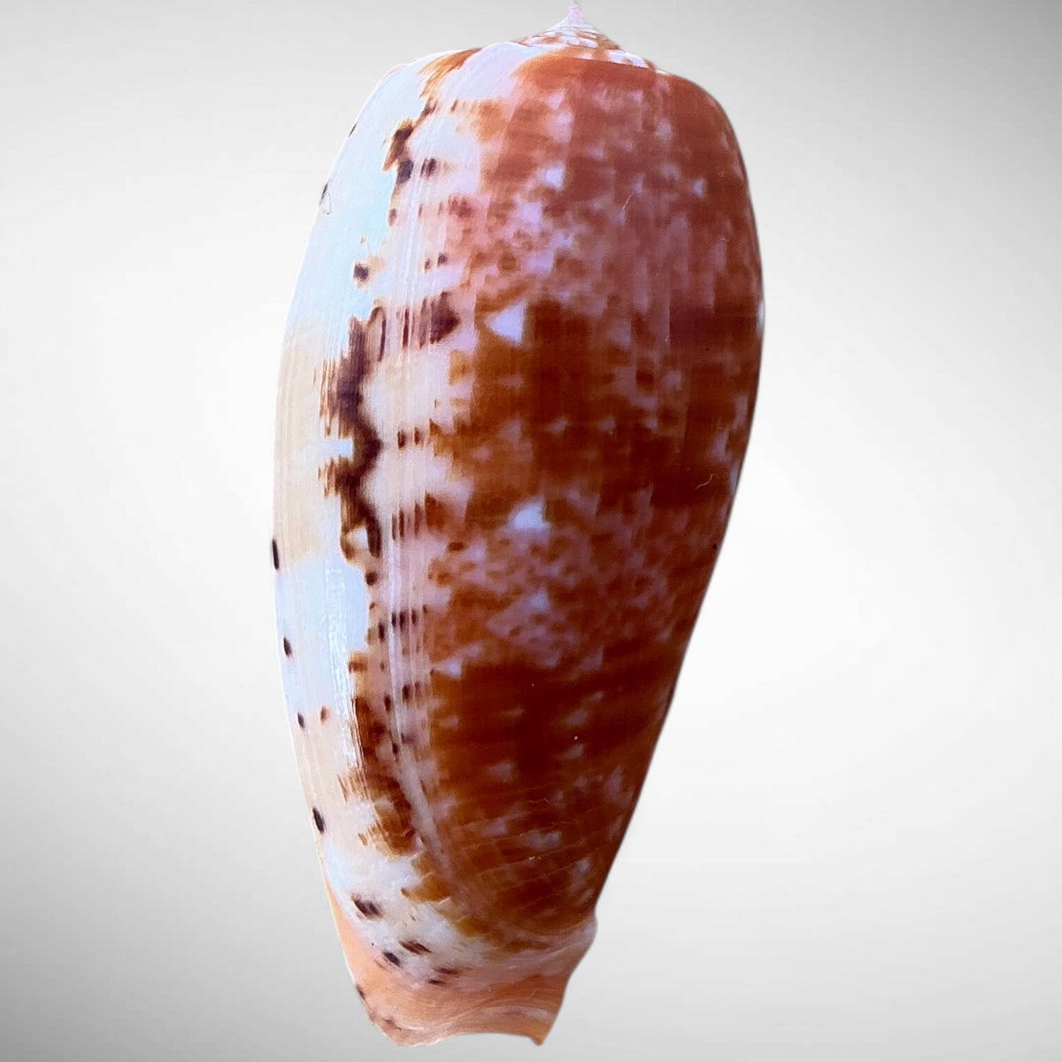 Striated Cone Shell (Conus striatus)