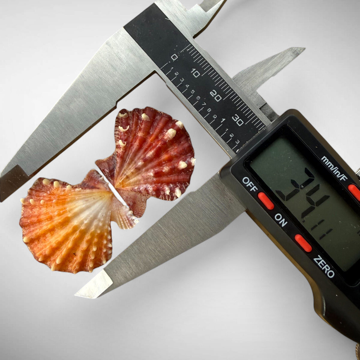 Mirapecten Mirificus Scallop Pair