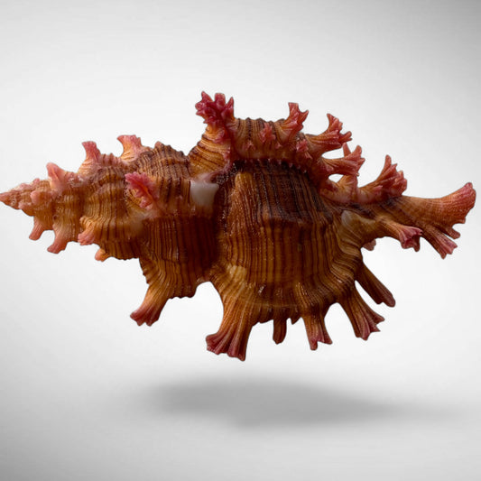 RARE Rose-Branch Murex Shell Specimen (Chicoreus palmarosae)