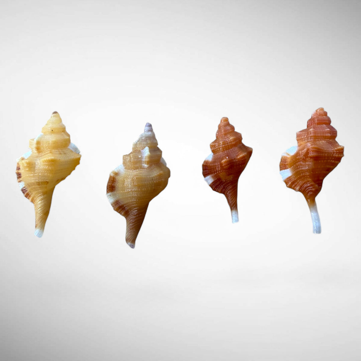 Set of Four Triton Shell Specimens (Cymatium comptum) – Fine Color Natural Marine Shells