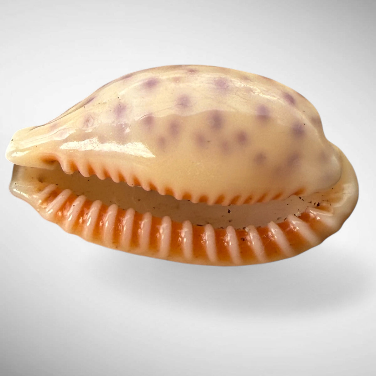 Pacific Deer Cowrie Shell (Cypraea vitellus)