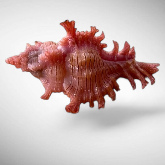 Rossiter's Murex Shell (Chicoreus rossiteri)