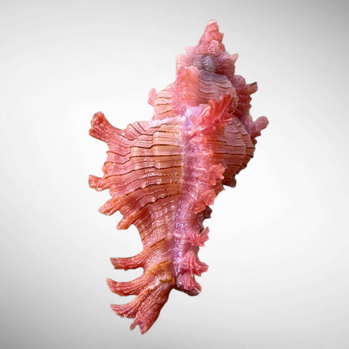 Rossiter's Murex Shell (Chicoreus rossiteri)