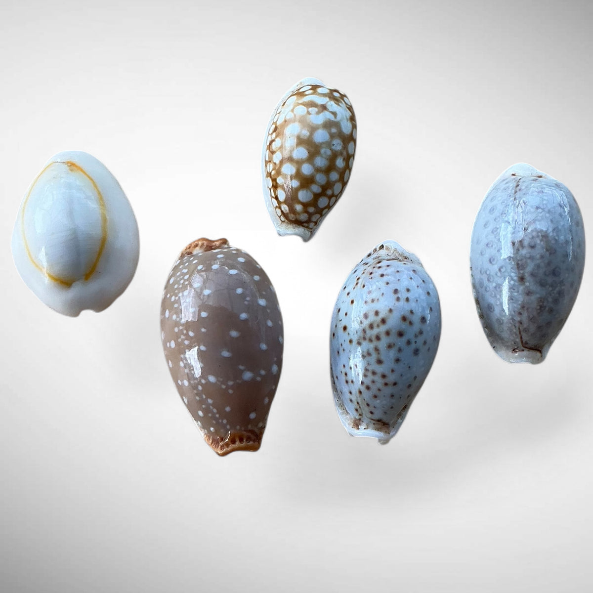 Assorted Cowrie Shell Set of 5 (Cypraeidae)