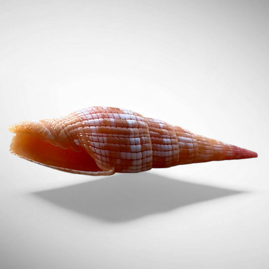 Ribbed Mitre Shell (Vexillum costatum)