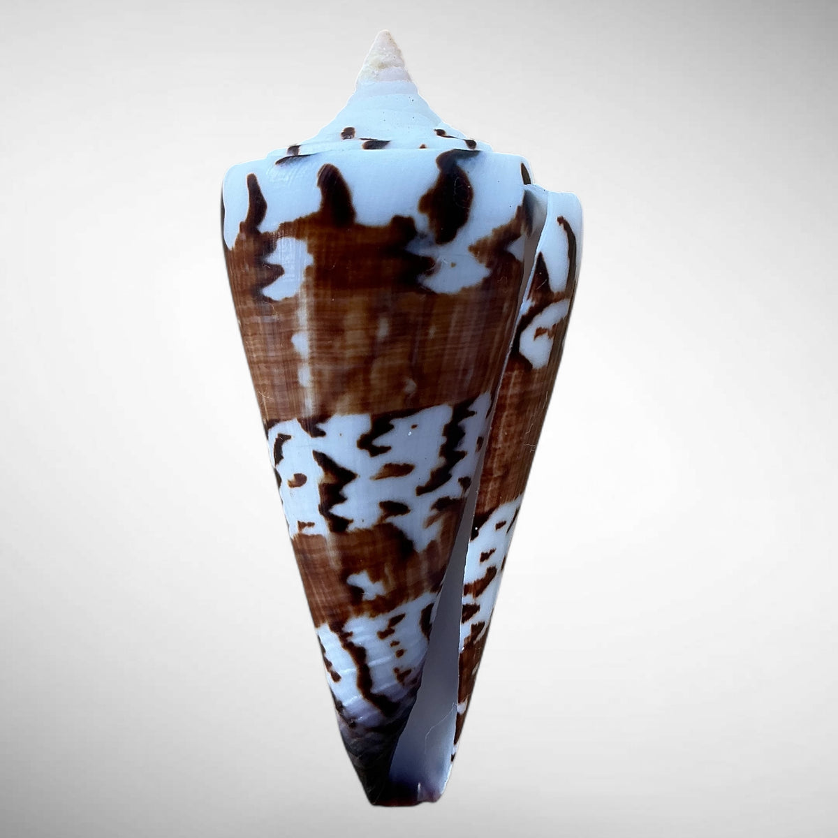 General Cone Shell (Conus generalis)