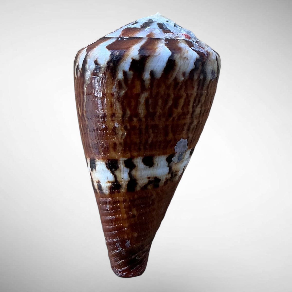 Imperial Cone Shell (Conus imperialis)
