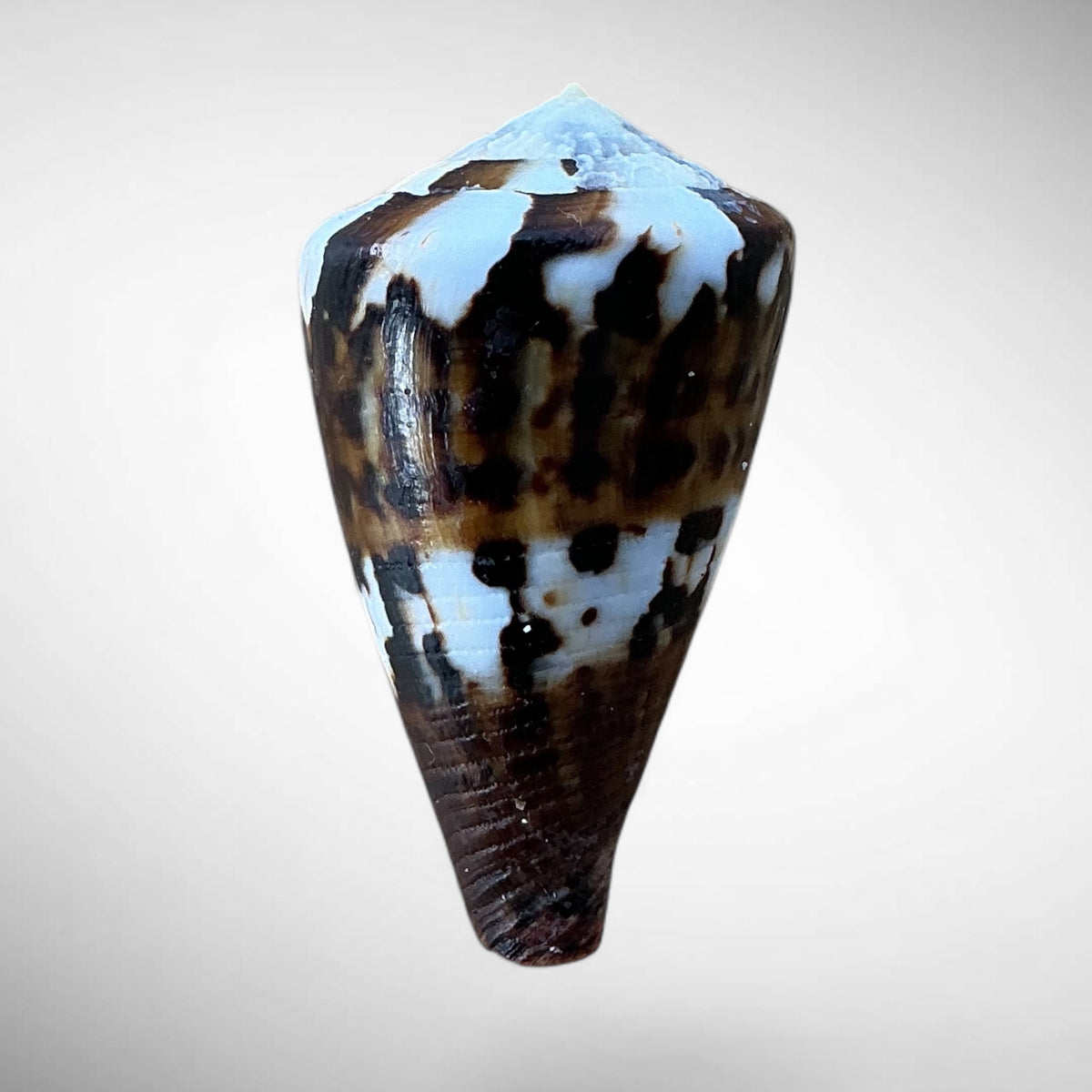 Imperial Cone Shell (Conus imperialis)
