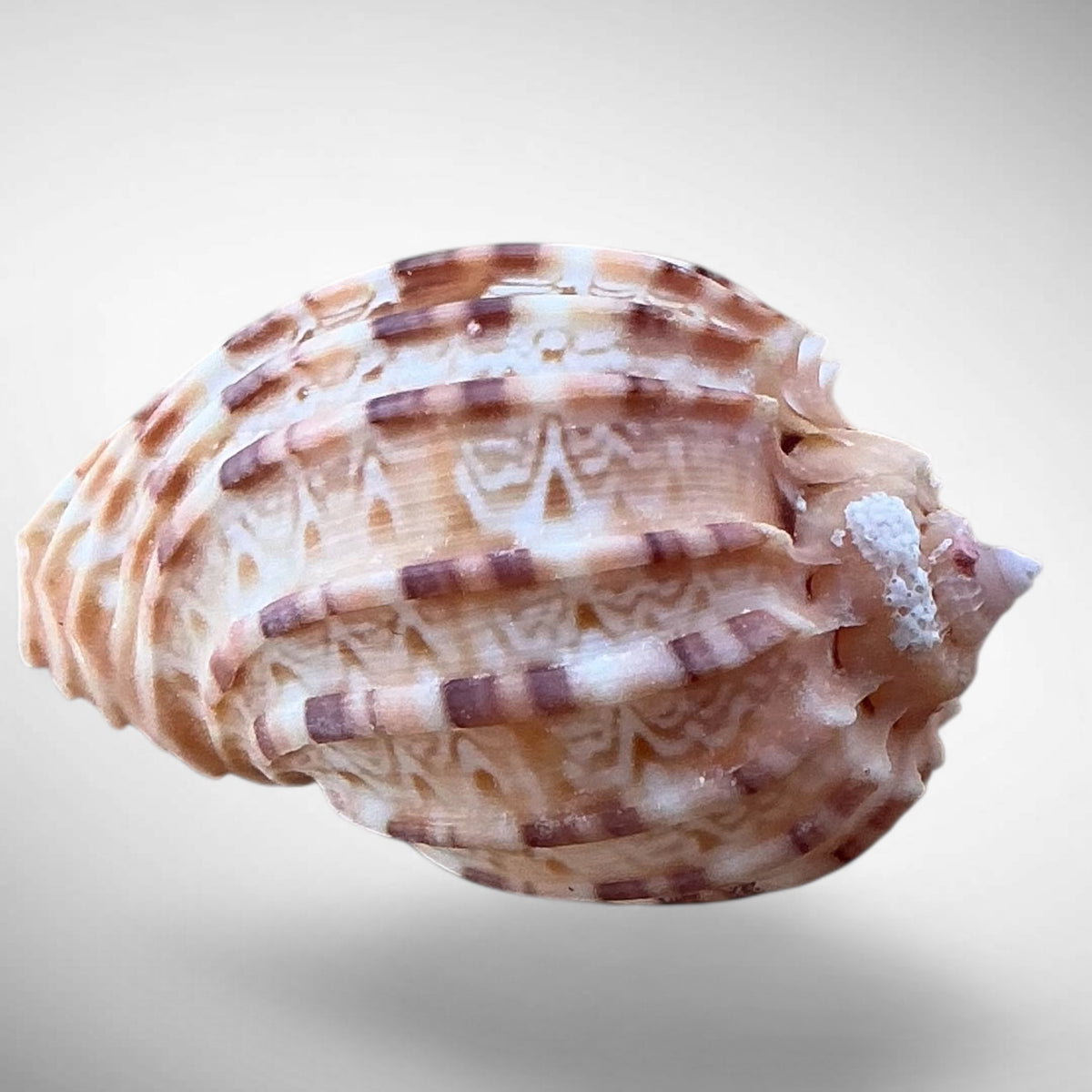 Harp Shell (Genus Harpa)