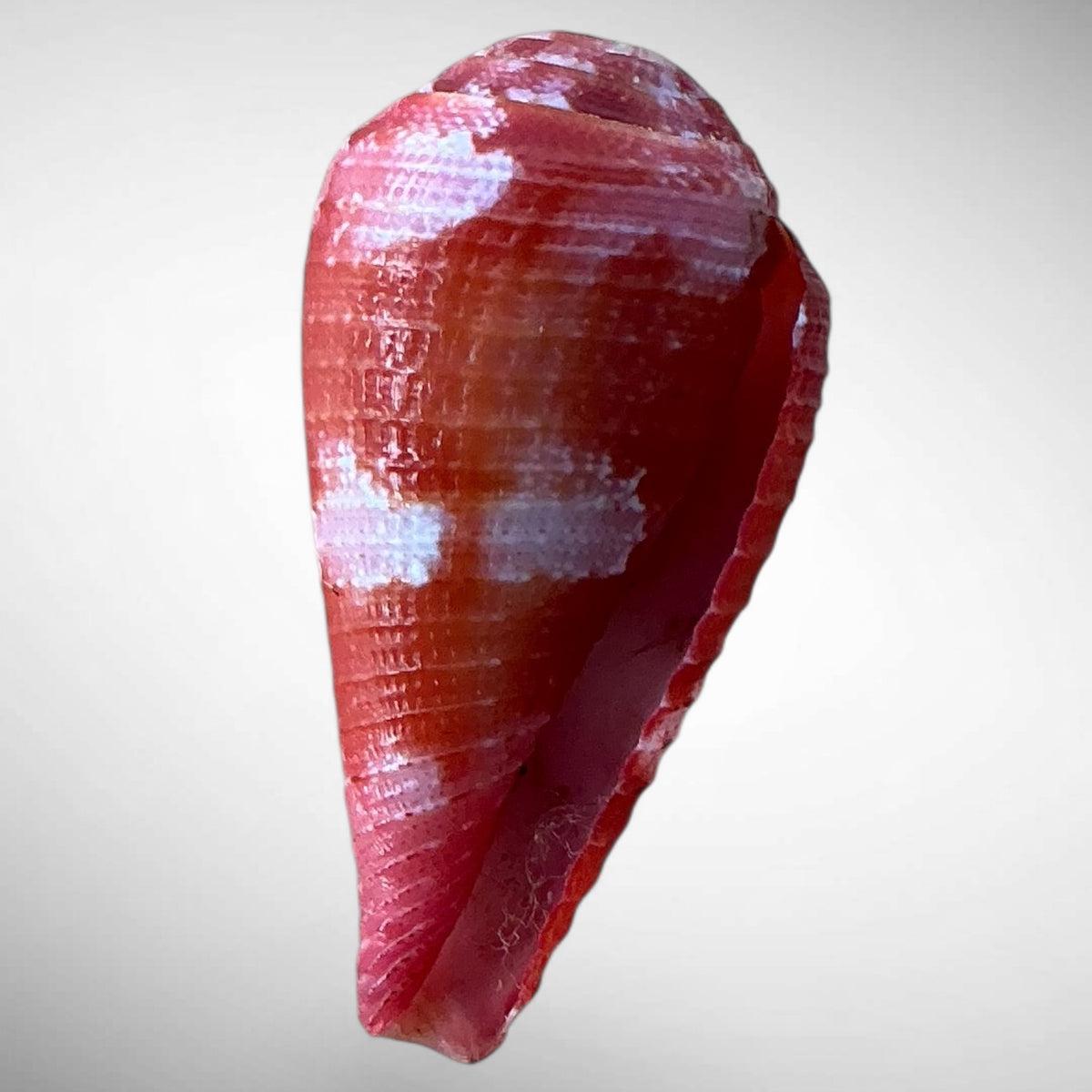 Pertusus Cone Shell (Conus pertusus)