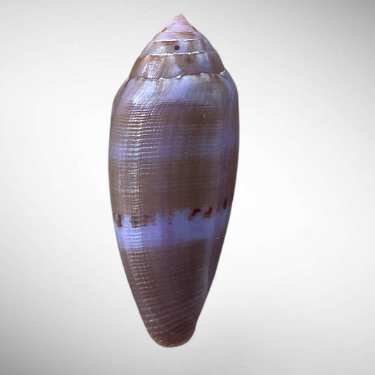 Grain Cone Shell (Conus granum)