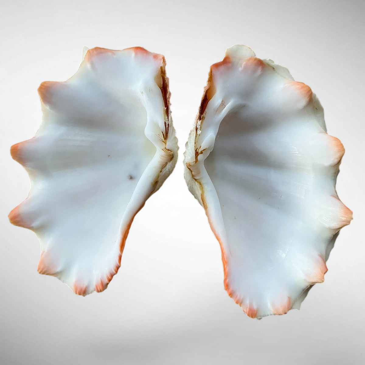 Ruffled Clam Shell Pair (Tridacna squamosa)
