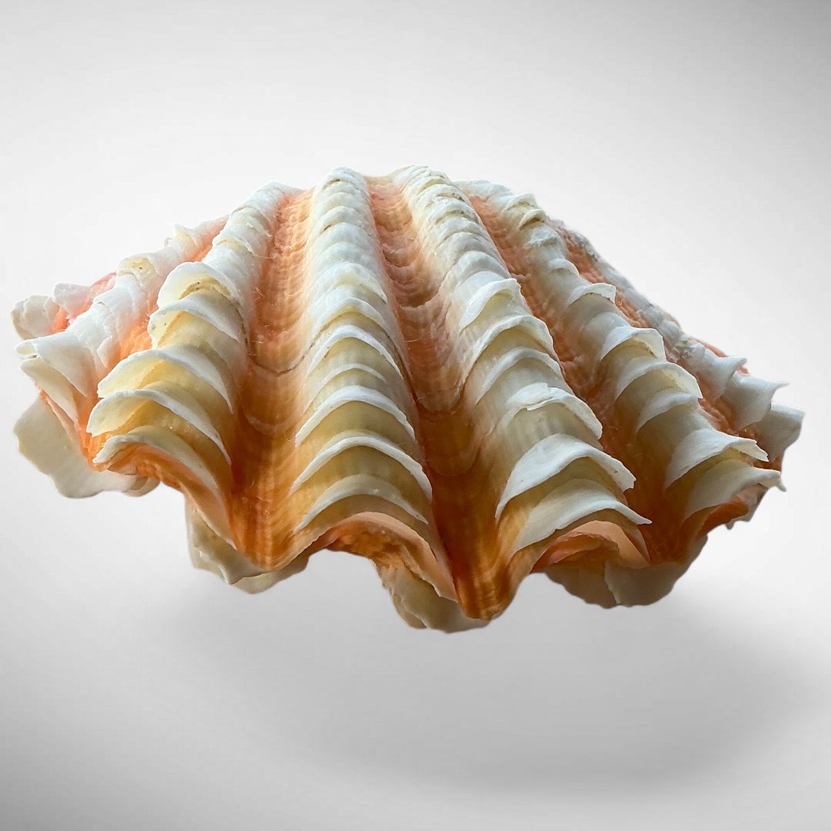 Ruffled Clam Shell Pair (Tridacna squamosa)