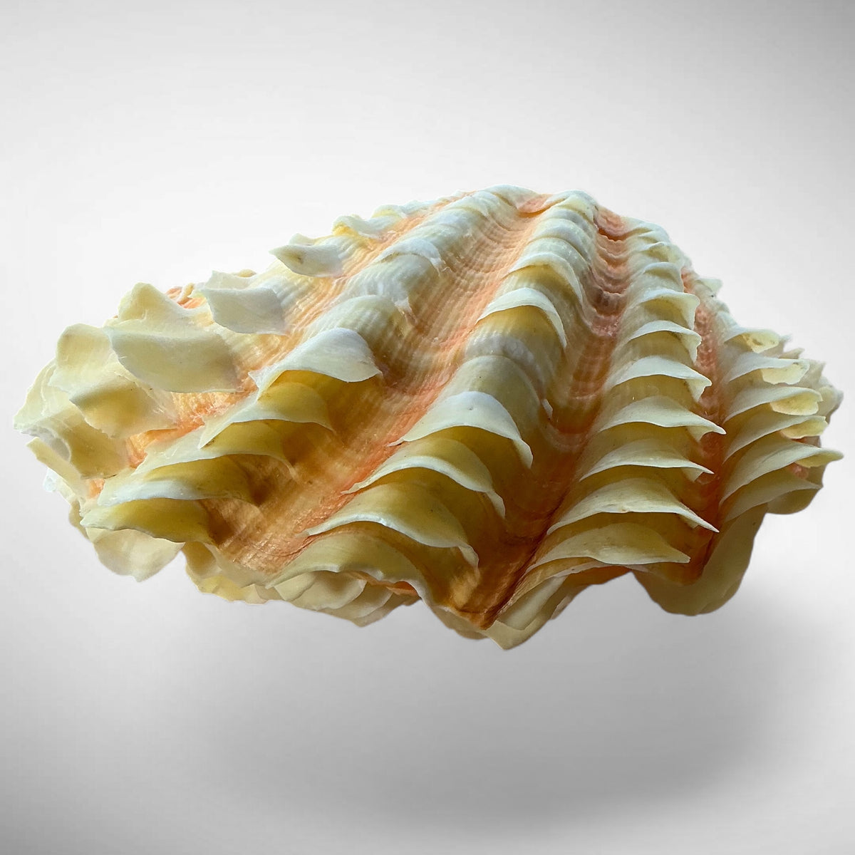 Ruffled Clam Shell Pair (Tridacna squamosa)