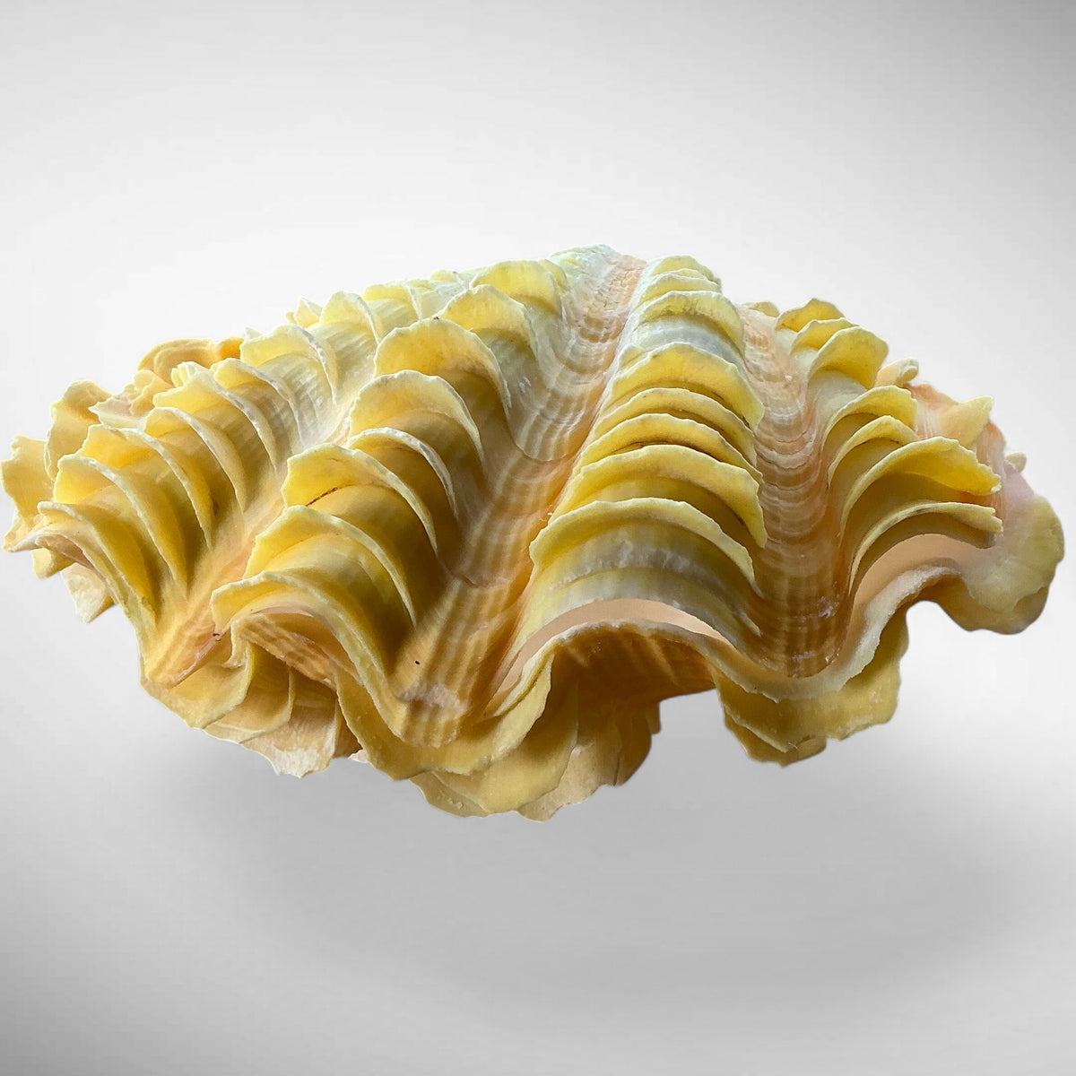 Ruffled Clam Shell Pair (Tridacna squamosa)