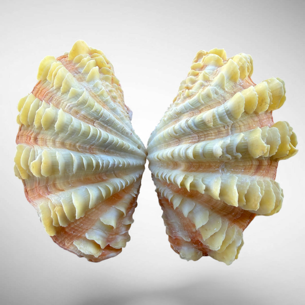 Ruffled Clam Shell Pair (Tridacna squamosa)