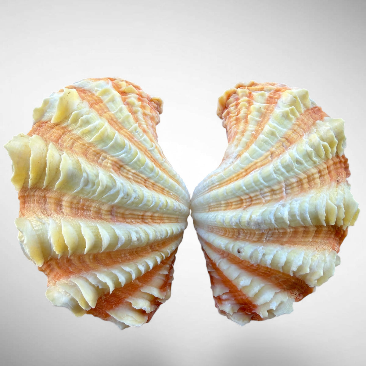 Ruffled Clam Shell Pair (Tridacna squamosa)