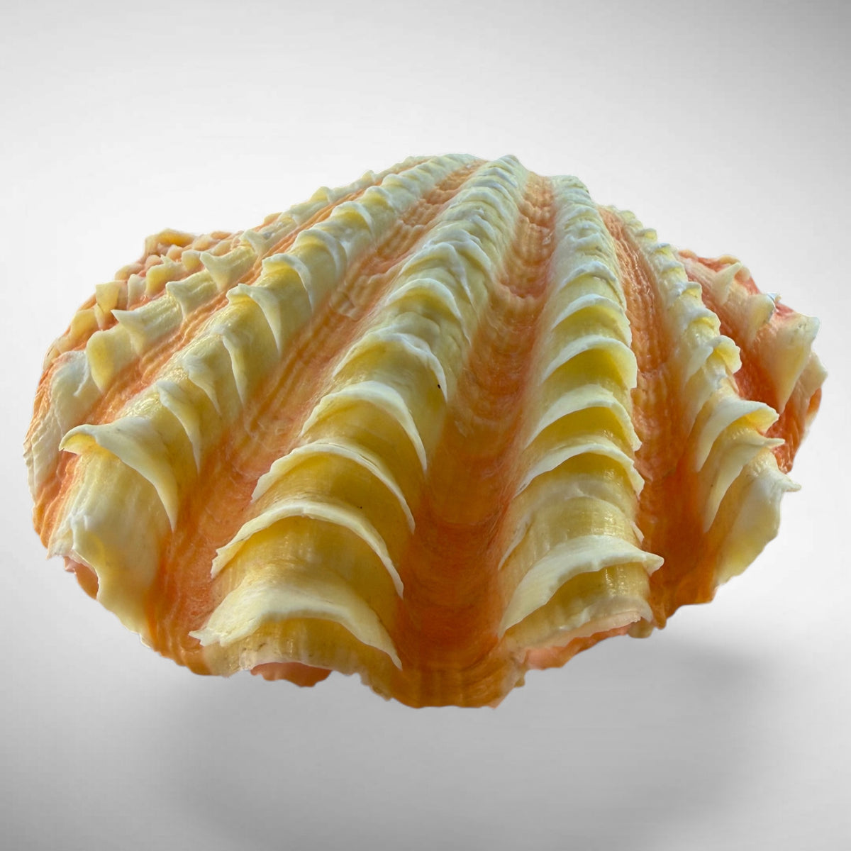Ruffled Clam Shell Pair (Tridacna squamosa)