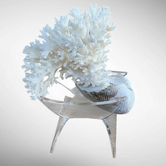 Rare Natural White Lace Coral Specimen Naturally Attached to Clam Shell Base - Custom Acrylic Stand Included