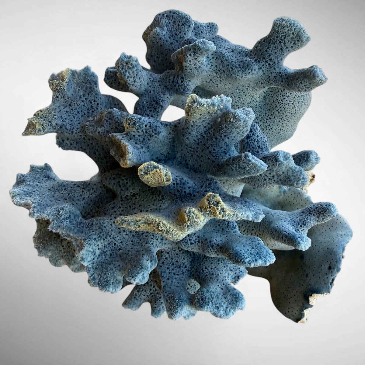 Blue Ridge Coral #1