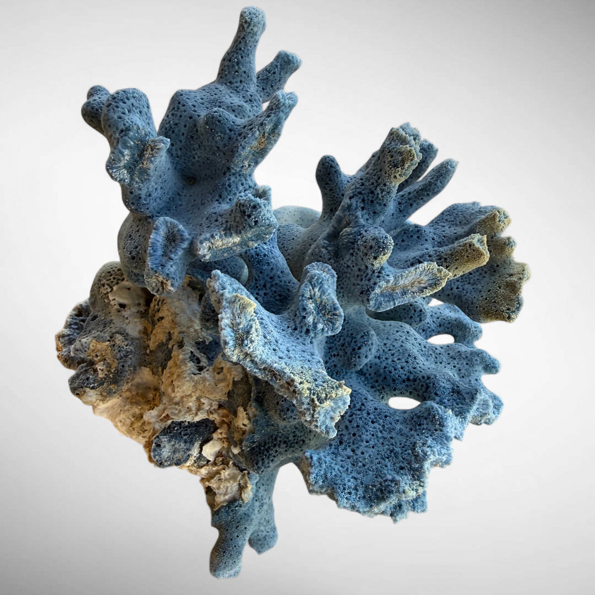 Blue Ridge Coral #1