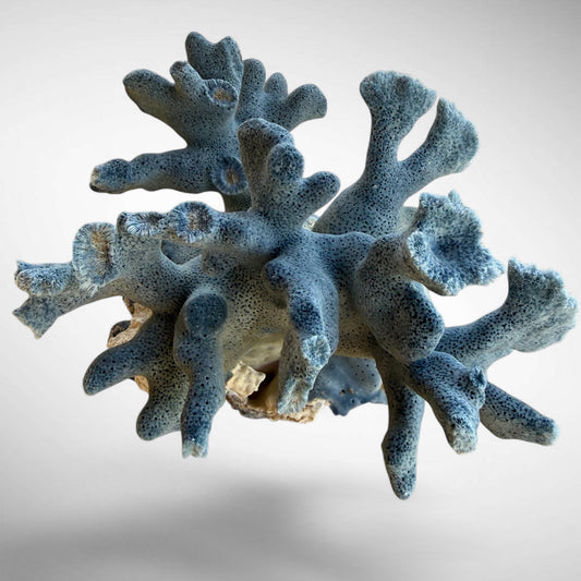 Blue Ridge Coral #3