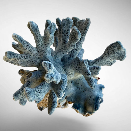 Blue Ridge Coral #4