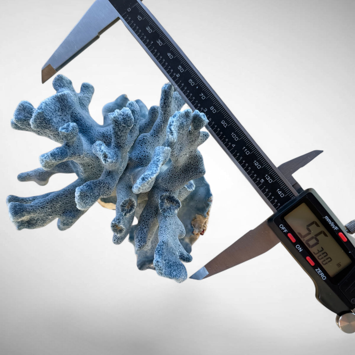 Blue Ridge Coral #4