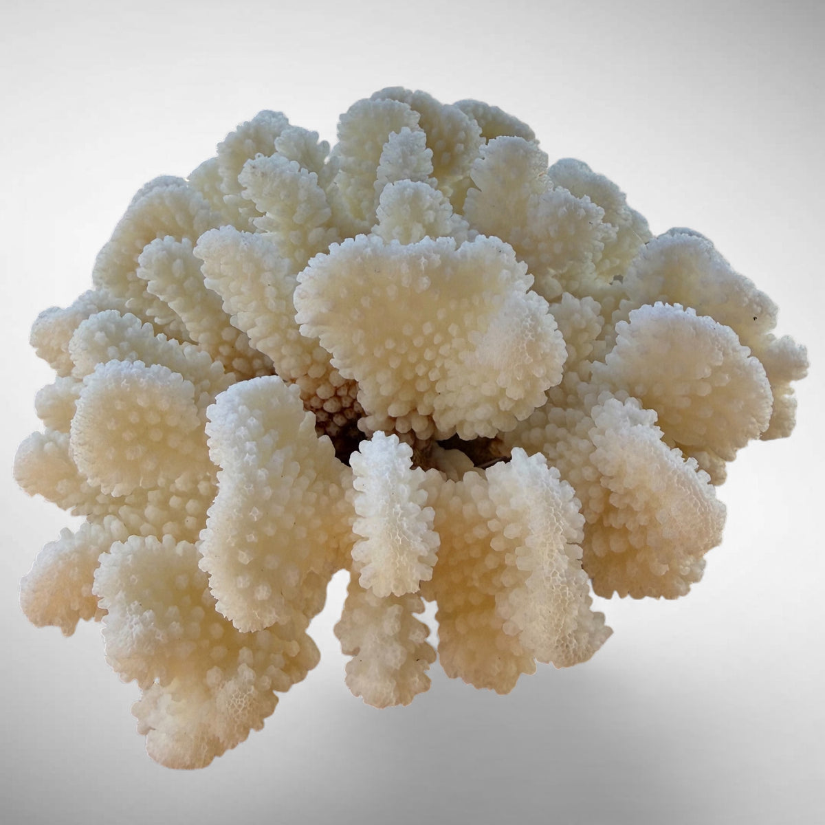 White Cauliflower Coral Specimen #1