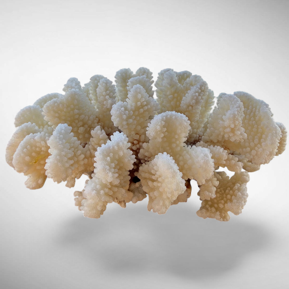 White Cauliflower Coral Specimen #1