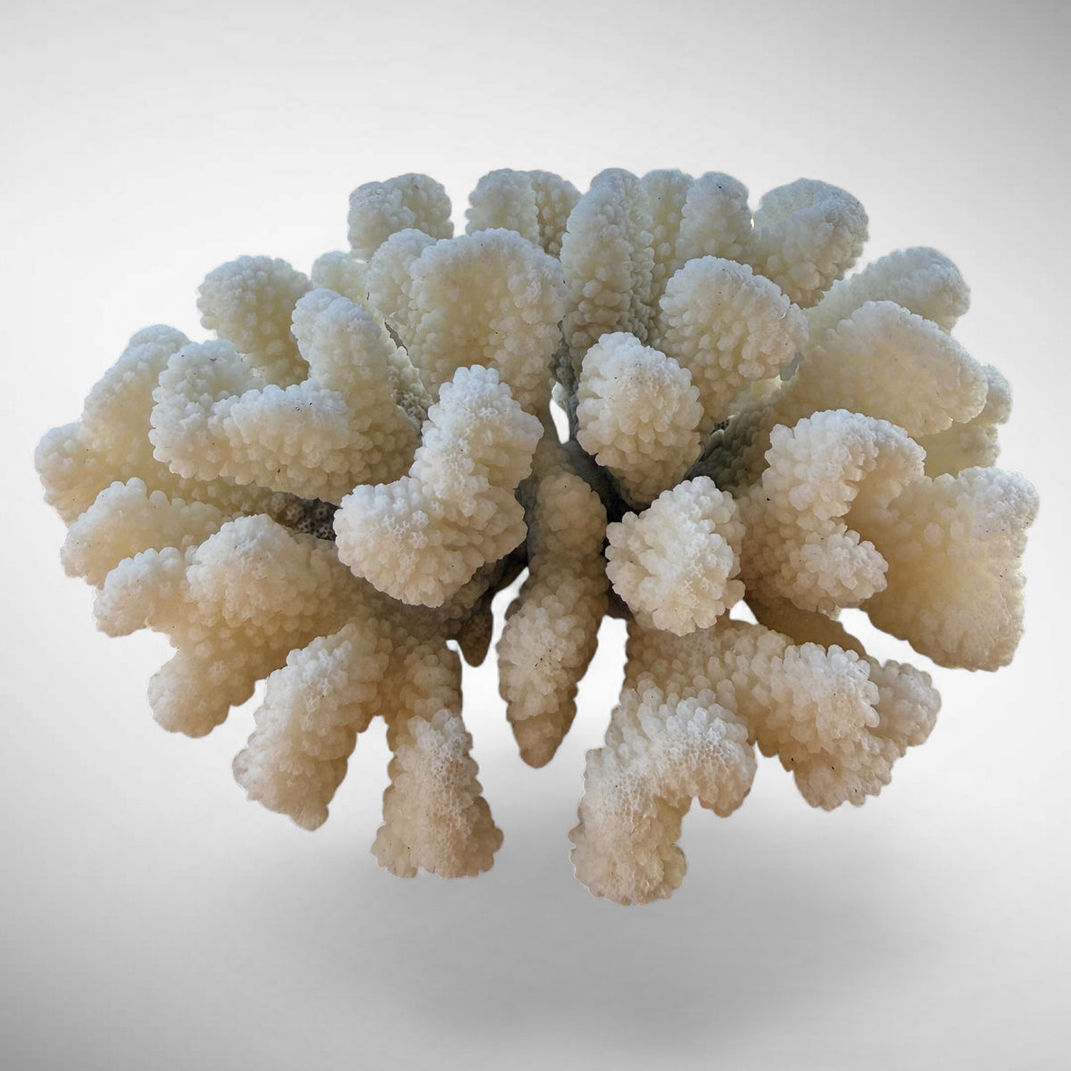 White Cauliflower Coral Specimen #2