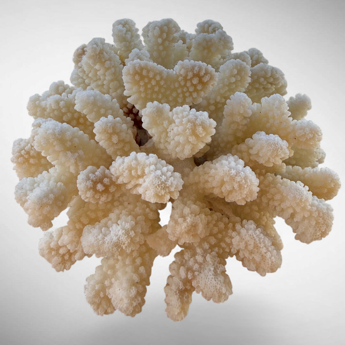 White Cauliflower Coral Specimen #3