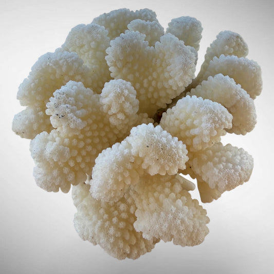 White Cauliflower Coral Specimen #5