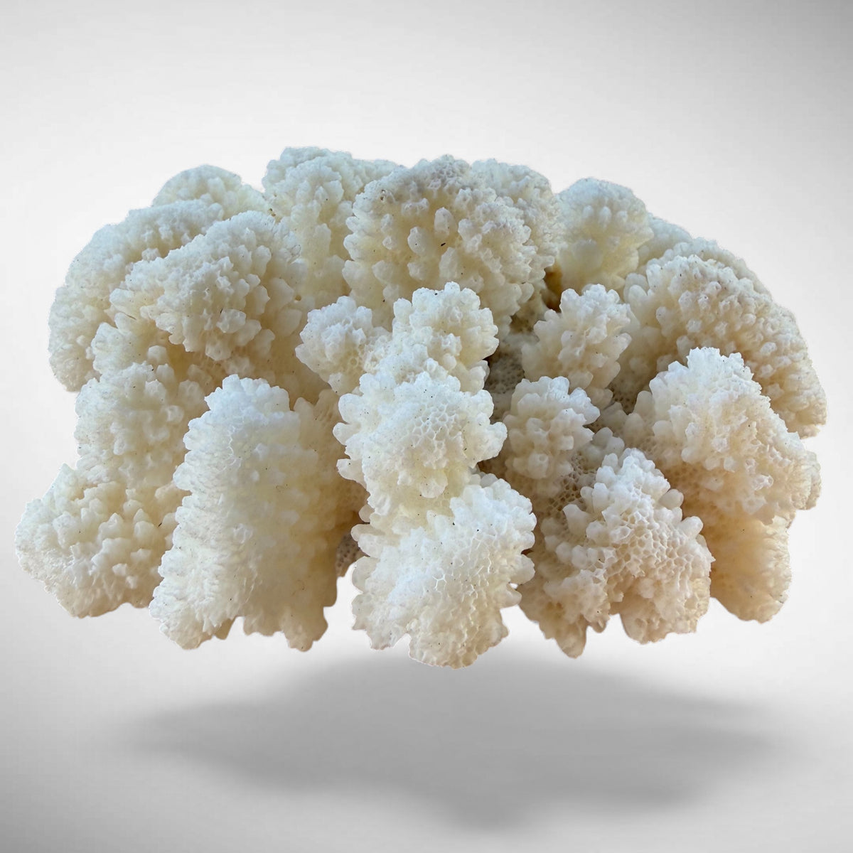 White Cauliflower Coral Specimen #6