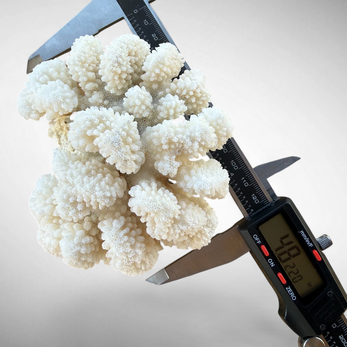 White Cauliflower Coral Specimen #6