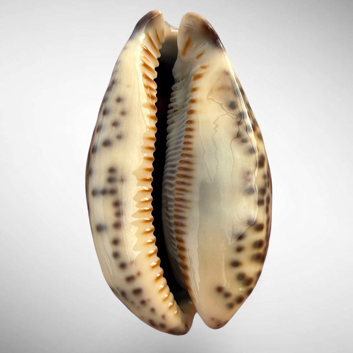 Arabian Cowrie (Mauritia arabica)