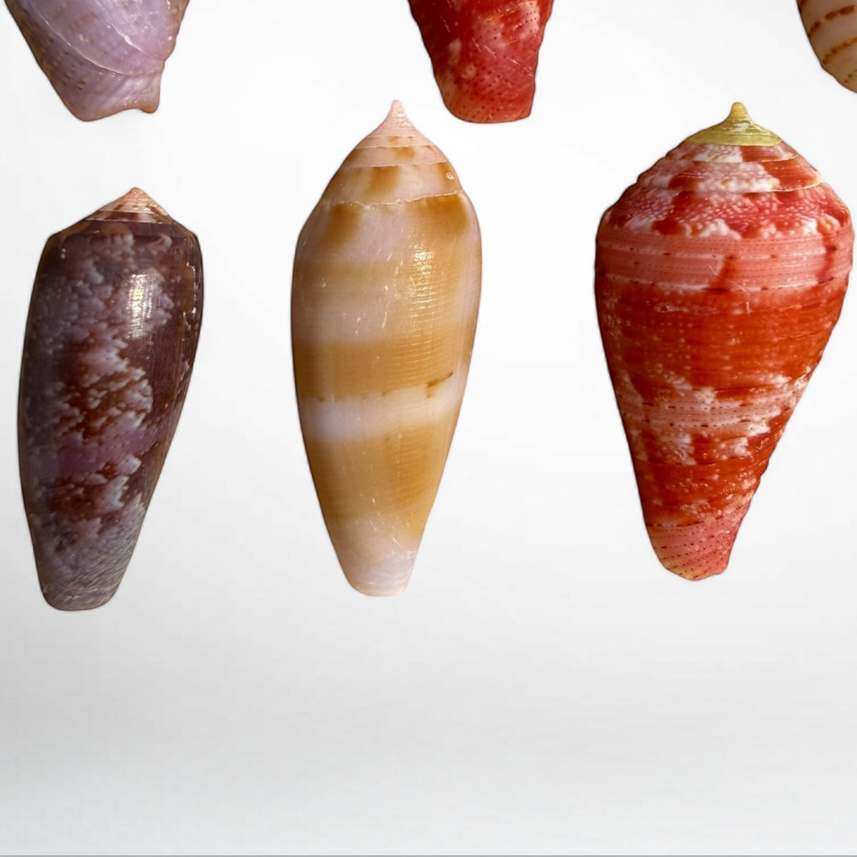 Collection of Spiny Oyster / Jewel Box Shell & Cone Shells (Conidae)