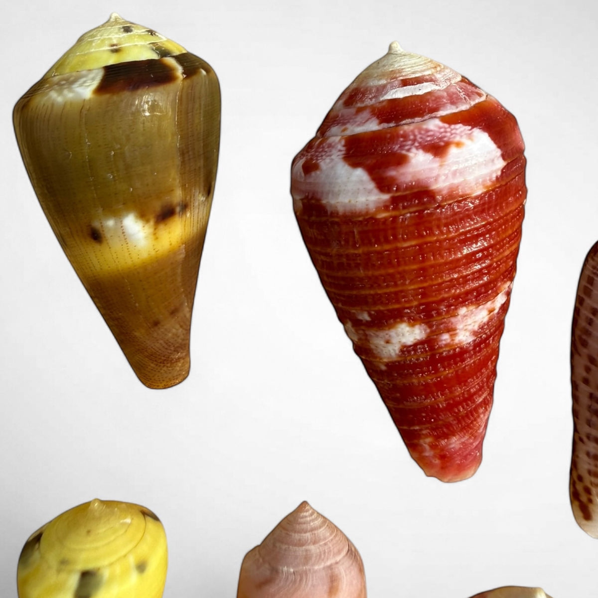 Collection of Spiny Oyster / Jewel Box Shell & Cone Shells (Conidae)