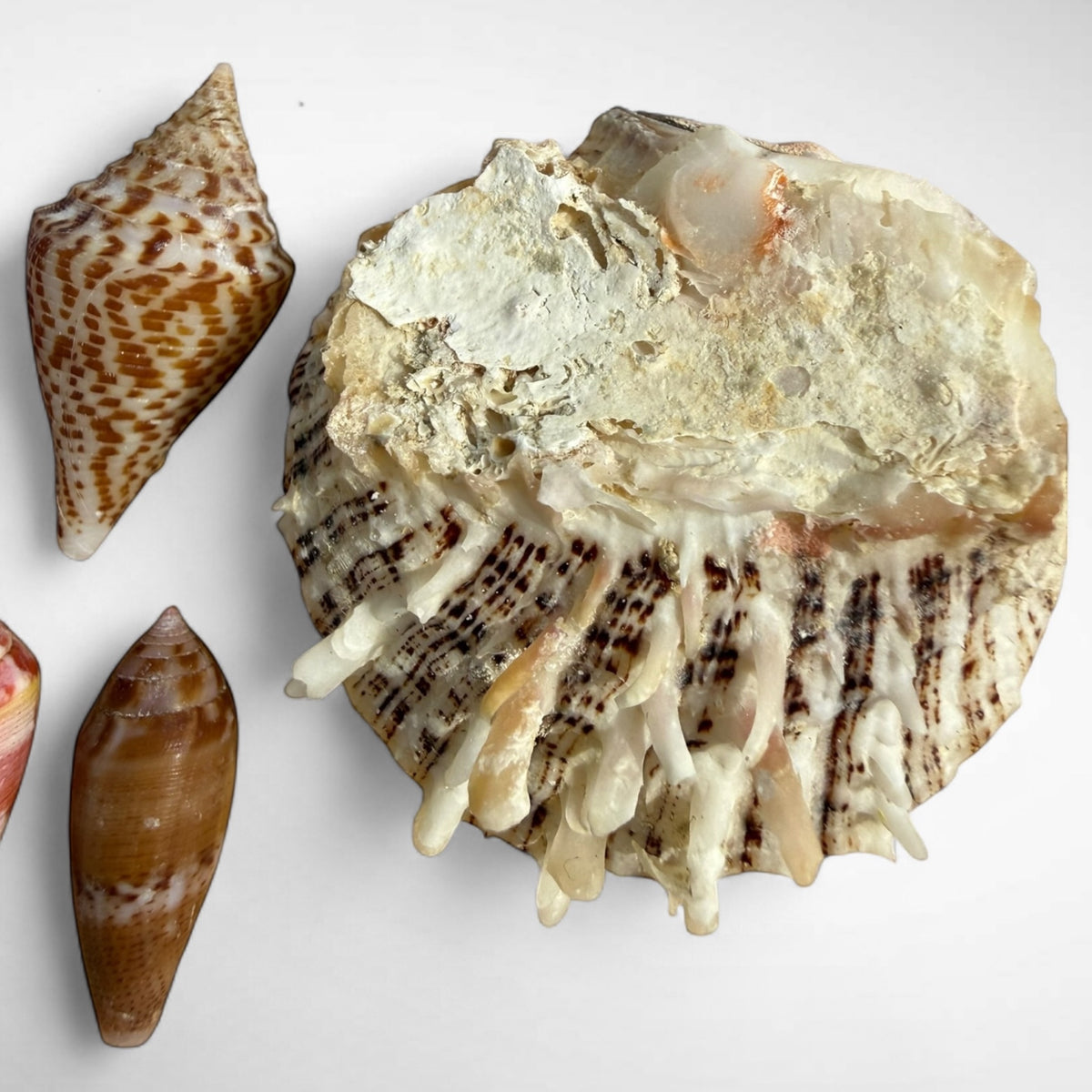 Collection of Spiny Oyster / Jewel Box Shell & Cone Shells (Conidae)