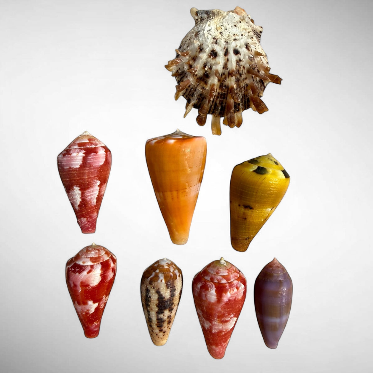 Collection of Spiny Oyster / Jewel Box Shell & Cone Shells (Conidae)