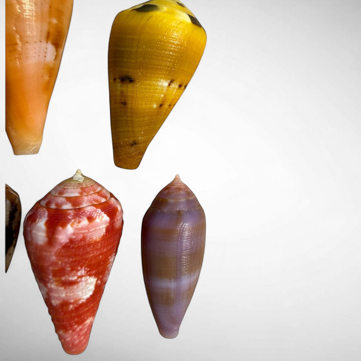 Collection of Spiny Oyster / Jewel Box Shell & Cone Shells (Conidae)