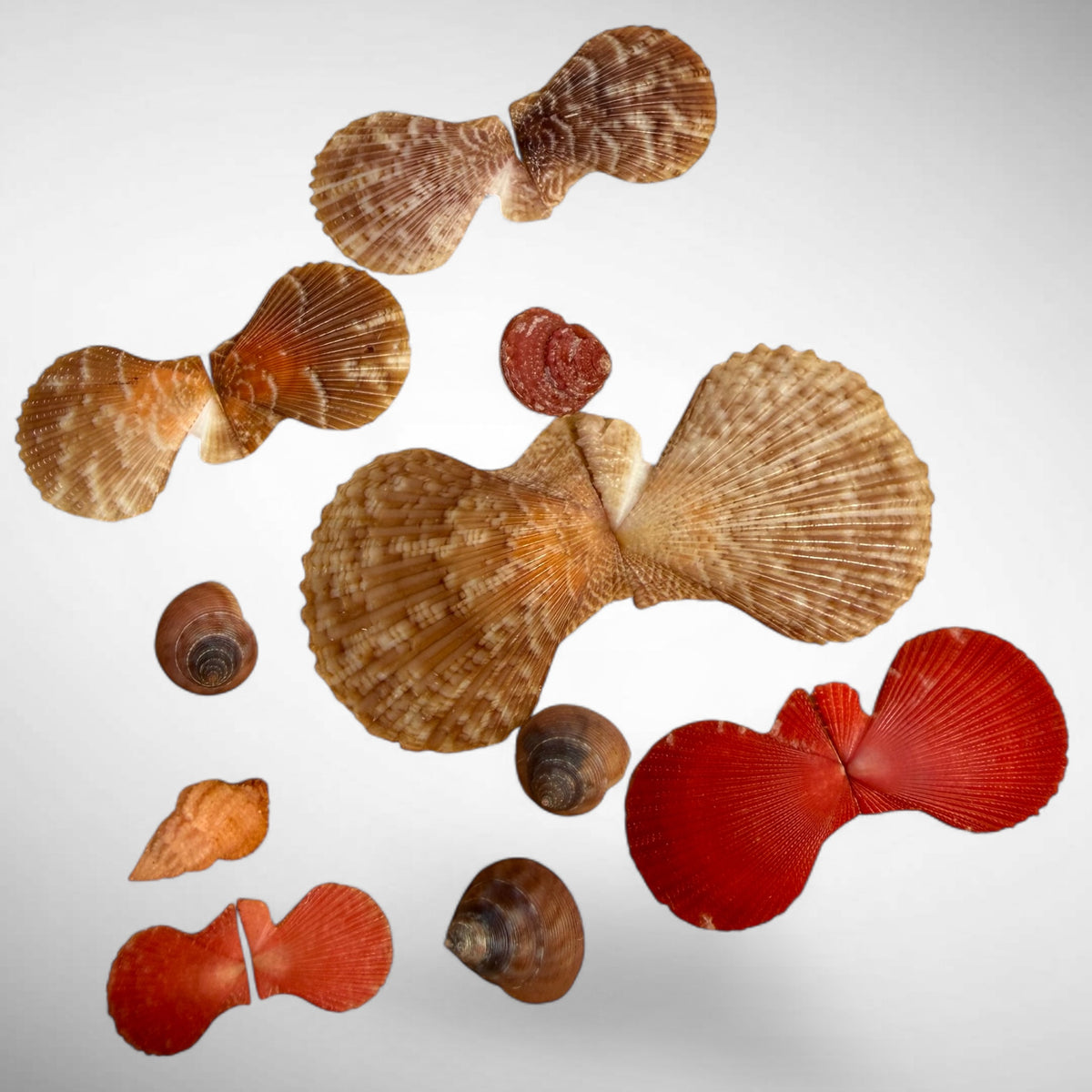 Matched Scallop Pairs & Mixed Shell Specimen Set