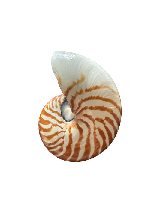 Chambered Nautilus Tiger Stripe